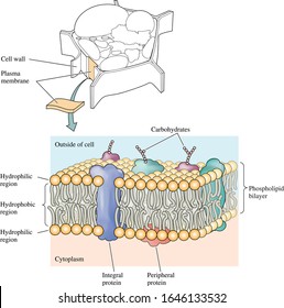 
Plasma Membrane, Endoplasmic Reticulum, Proteins