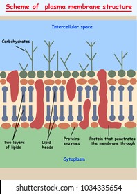 2,036 Plasma membrane Images, Stock Photos & Vectors | Shutterstock