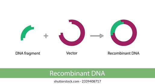 Plasmid. El fragmento de ADN se inserta en un vector plásmido, dando lugar al ADN recombinante. Clonación de genes, biología molecular, vacunas de subunidades recombinantes. Ilustración vectorial. 