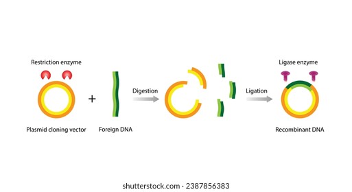 Plasmid. El fragmento de ADN se inserta en un vector plásmido, dando lugar al ADN recombinante. Clonación de genes, biología molecular, vacunas de subunidades recombinantes. Ilustración vectorial.