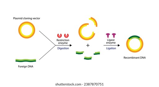 Plasmid. DNA-Fragment wird in einen Plasmid-Vektor eingefügt, was zu rekombinanter DNA führt. Genklonen, Molekulare Biologie, rekombinante Impfstoffe für Untereinheiten. Vektorgrafik.