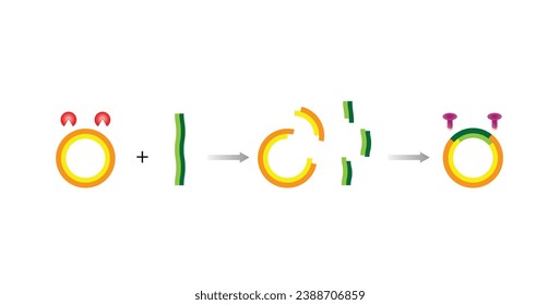 Plasmid. DNA fragment is inserted into a plasmid vector, resulting in Recombinant DNA. Gene cloning, Molecular biology, recombinant subunit vaccines. Vector illustration.