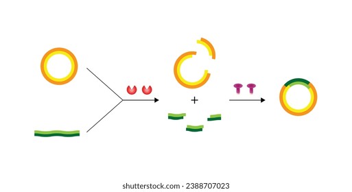 Plasmid. El fragmento de ADN se inserta en un vector plásmido, dando lugar al ADN recombinante. Clonación de genes, biología molecular, vacunas de subunidades recombinantes. Ilustración vectorial.