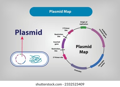 Plasmid Map vector and illustration