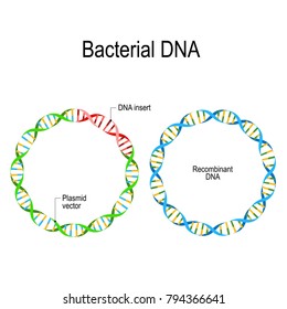 Plasmid and Recombinant DNA. Bacterial DNA in which a foreign DNA fragment is inserted into a plasmid vector. Genetic Engineering. antibiotic resistance