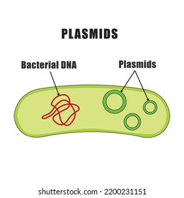 Plasmids Cell And DNA Molecule Structure Diagram.Study Content Of Biology And Science Students.Vector Illustration.