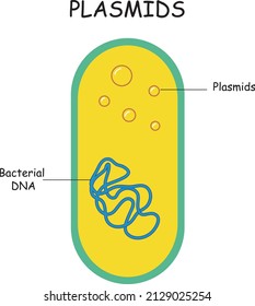 Plasmids with cells ,DNA molecule structure outline diagram. Labeled, vector illustration, plasmids diagram