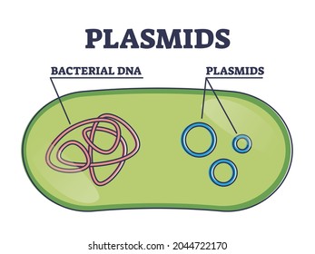 Plasmids with cells extrachromosomal DNA molecule structure outline diagram. Labeled educational inner bacterial independent replication with microbiology research visualization vector illustration.