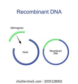 Plasmids and Recombinant DNA. foreign DNA fragment is inserted into a plasmid vector. Gene cloning. recombinant subunit vaccine. Molecular Biology. scientific research