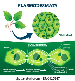 Plasmodesmata Plant Cells Diagram, Vector Illustration. Educational Microscopic Labeled Cross Section Scheme. Cell Wall Protein Transport Pathways. Agricultural Science Education And Farming Research.