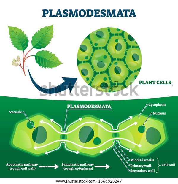 Plasmodesmata plant cells diagram, vector\
illustration. Educational microscopic labeled cross section scheme.\
Cell wall protein transport pathways. Agricultural science\
education and farming\
research.