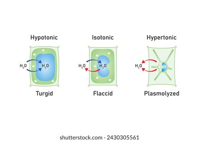Plasmólisis, flacidez y turgencia de las células vegetales Diseño científico. Células Turgentes y Plasmolizadas. Ilustración vectorial.	