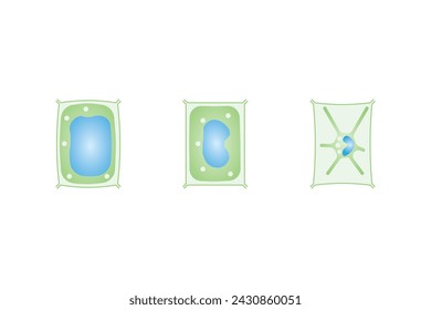 Plasmolysis, Flaccidity and Turgidity of Plant Cells Scientific Design. Turgid and Plasmolyzed Cells. Vector Illustration.	