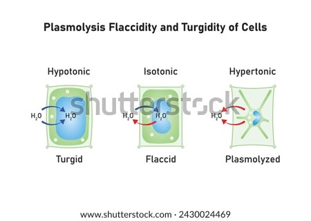 Plasmolysis, Flaccidity and Turgidity of Plant Cells Scientific Design. Turgid and Plasmolyzed Cells. Vector Illustration.	