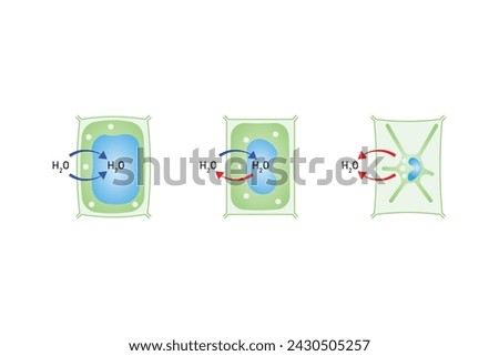 Plasmolysis, Flaccidity and Turgidity of Plant Cells Scientific Design. Turgid and Plasmolyzed Cells. Vector Illustration.	