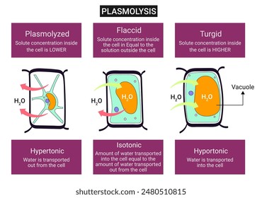 Plasmolysis is the process in which cells lose water in a hypertonic solution. The reverse process, deplasmolysis or cytolysis