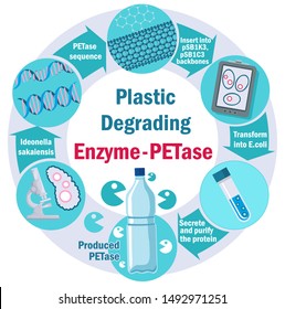 Plastic Degrading Enzyme - PETase. Infographic. Plastic pullution concept. Ideonella sakaiensis. Bacteria capable of rapidly degrading polyethylene terephthalate (PET)