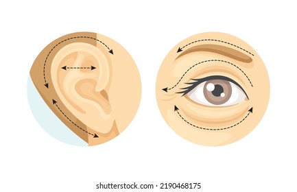 Cirugía plástica como restauración y reconstrucción del oído y el párpado humano en el conjunto de vectores de círculo