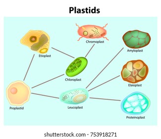 Plastids Images; Stock Photos & Vectors | Shutterstock