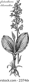 platanthera chlorantha  monochrome