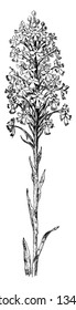 Platanthera Psycodes, commonly called lesser purple fringed orchid or small purple-fringed orchid, is a species of orchid, genus Platanthera, occurring from eastern Canada, vintage 