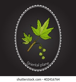 Platanus orientalis, or oriental plane. Hand drawn botanical vector illustration
