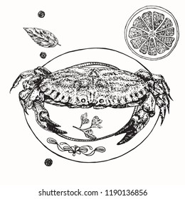 Plate with big crab, slice of lemon and spices, hand drawn doodle, sketch black and white outline vector illustration