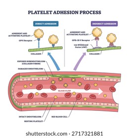Das Thrombozytenadhäsionsprozessdiagramm zeigt Thrombozyten, die über vWF in einem beschädigten Gefäß an Kollagen binden, Schlüsselobjekte, Thrombozyten, Kollagen, vWF. Gliederungsplan