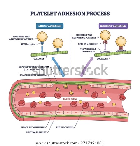 Platelet adhesion process diagram shows platelets binding to collagen via vWF in a damaged vessel, key objects, platelets, collagen, vWF. Outline diagram