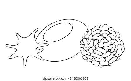 Platelet, erythrocyte and leukocyte. Formed elements of blood. Blood particles. Vector illustration. Images produced without the use of any form of AI software at any stage. 