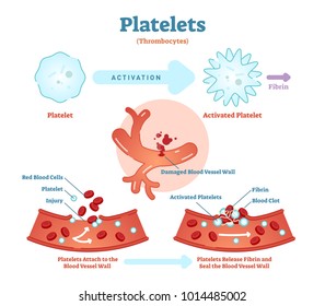 Platelets or thrombocyte activation fibrin in blood vessel vector illustration diagram. Anatomical blood circulation system scheme. Educational information.