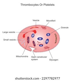Platelets or thrombocyte.Anatomical blood circulation system scheme. Educational information. The Blood Cell Structure. Colorful Symbols. Vector Illustration.