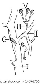 Plathelminth es un filo de invertebrados corporales blandos, bilaterianos, relativamente simples, sin segmentar, de dibujo de líneas vintage o ilustración de grabado.