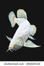 platinum arowana fish, beautiful.exotic fish, freshwater fish, rare fish, vector