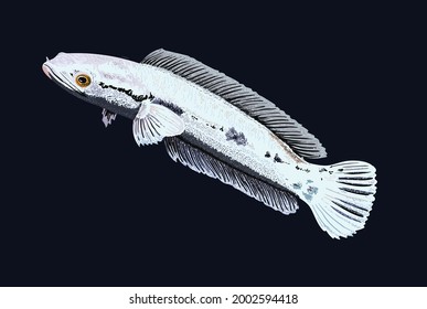 platinum toman, rare snakehead, exotic fish, aggressive fish, vector