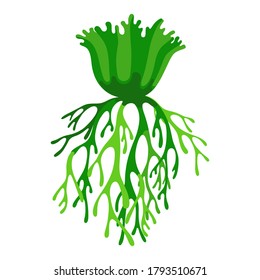 Platycerium Fern Tropical Plant, Vector Illustration