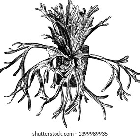 Platycerium is a genus of tropical Old World ferns that are mostly epiphytic and have large flat lobed fronds often resembling the antlers of a stag, vintage line drawing or engraving illustration.