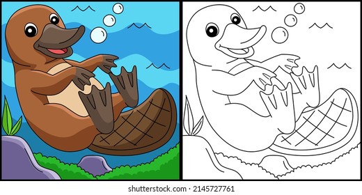 Platypus Animal Coloring Page Colored Illustration