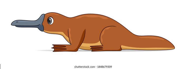 Platypus animal standing on a white background. Cartoon style vector illustration