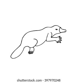 Platypus, Australian animal linear hand drawn illustration. Vector.