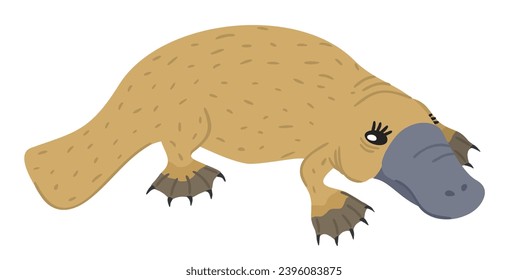 Platypus. Australian animal. Vector isolated illustration. 