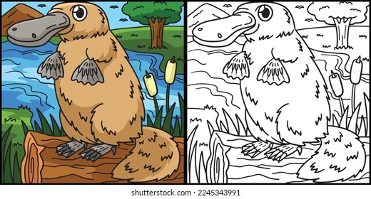 Platypus Coloring Page Colored Illustration