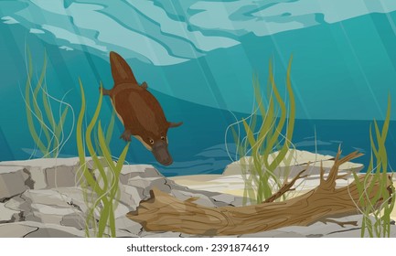 El platypus se sumerge en el fondo del lago con piedras, algas y troncos de árboles. Especies endémicas de Australia y Tasmania. Paisaje vectorial realista