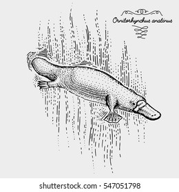 platypus duck billed engraved, hand drawn vector illustration in woodcut scratchboard style, vintage drawing australian species. swimming ornitorhynchus anatinus.