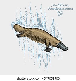 platypus duck billed engraved, hand drawn vector illustration in woodcut scratchboard style, vintage drawing australian species. swimming ornitorhynchus anatinus,