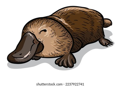 Platypus duckbill isolated vector illustration. Australian fauna picture.