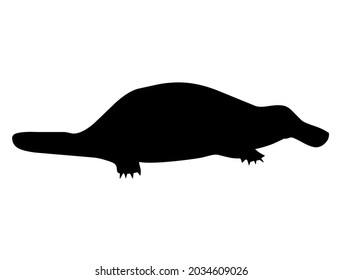 Platypus, Duckbill, Ornithorhyncus, a semiaquatic egg-laying mammal living in lakes and streams in eastern Australia, animal, wildlife, vector, illustration, in black and white color, isolated