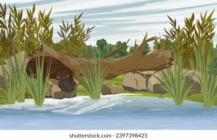 The platypus goes into the water on the shore of the lake. Endemic species of Australia and Tasmania. Realistic vector landscape