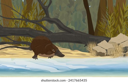 The platypus goes into the water on the shore of the lake with thickets of coastal plants. Endemic species of Australia and Tasmania. Realistic vector landscape