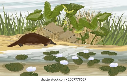 The platypus goes into the water on the shore of the lake. Endemic species of Australia and Tasmania. Realistic vector landscape